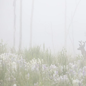 USA, Colorado, Pike National Forest. A male mule deer in foggy meadow. Credit as