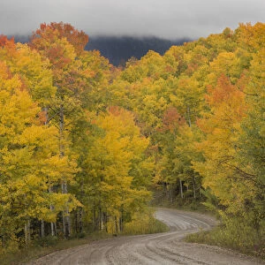 USA, Colorado, San Juan National Forest. Autumn-colored aspen trees and road. Credit as