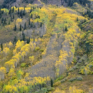 USA, Colorado, White River National Forest, Autumn colored quaking aspen (Populus tremuloides)