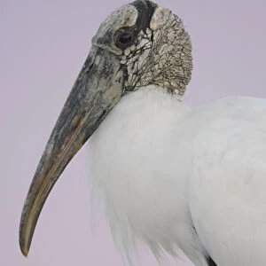 USA, Florida, Fort De Soto Park. Pre-dawn flash close-up of wood stork head and shoulders