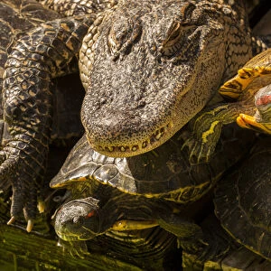 USA, Florida, Gatorland. Alligator and red slider turtles basking in sun. Credit as