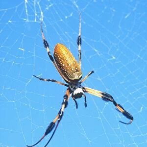 USA, Florida, Golden Orb Spider, (Nephila madagascariensis)