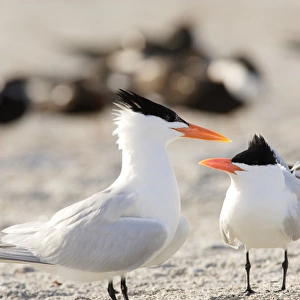 USA, Florida, South Lido Beach, Royal Tern courtship behavior, Sterna maxima