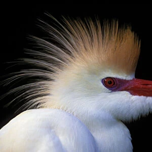 USA, Florida, St. Augustine. Portrait of cattle egret in breeding plumage at St