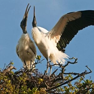 USA, Florida. Wood stork pair on nest in courtship display