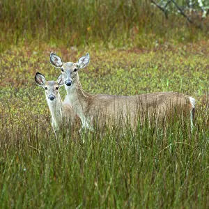 Marsh Deer