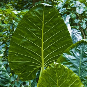 USA, Hawaii, Waipio Valley. Close-up of the leaves of a Taro (Colocasia esculenta) plant