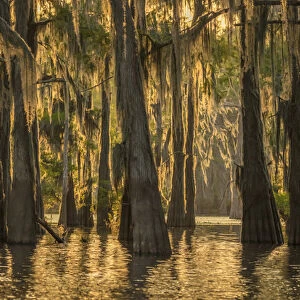 USA, Louisiana, Atchafalaya Basin. Cypress trees with Spanish moss