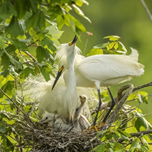 USA, Louisiana, Jefferson Island. Snowy egret pair at nest with chicks. Credit as