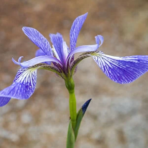USA, Maine. Wild Iris, Schoodic Point, Schoodic Peninsula, Acadia National Park