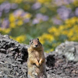 USA, Montana, Glacier National Park. Columbia ground squirrel close-up. Credit as