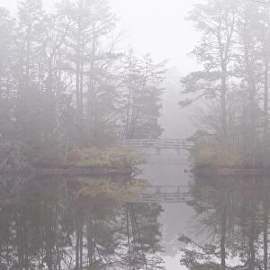 USA, New Jersey, Pine Barrens National Preserve. Foggy forest landscape and bridge reflect in lake