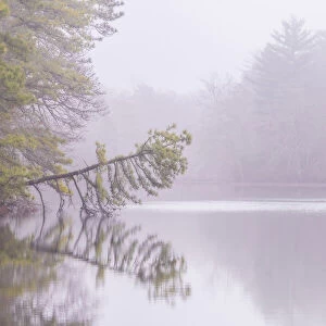 USA, New Jersey, Pine Barrens National Preserve. Foggy forest landscape reflects in lake