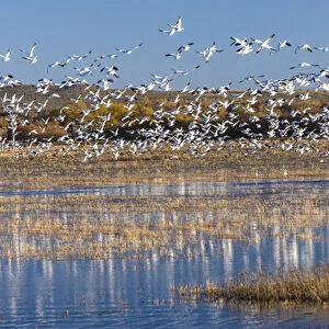 USA, New Mexico, Bosque del Apache National Wildlife Refuge. Snow geese take flight