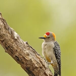 Woodpeckers Collection: Brown Fronted Woodpecker