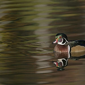 USA, Ohio, Cleveland, Chagrin Reservation. Wood duck drake swimming. Credit as: Arthur