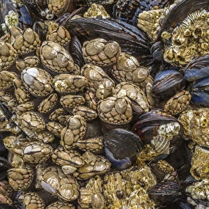 USA, Oregon, Bandon Beach. Barnacles and mussels close-up