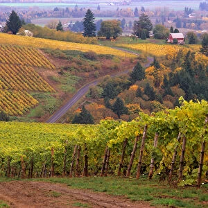 USA, Oregon, Dirt road along acres of vines at Knutson vineyard, near Dundee in the