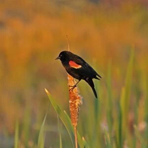 USA, Oregon, Portland. Red-winged blackbird clings to cattail stalk in meadow