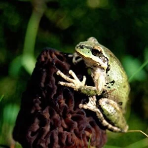 USA, Oregon, Treefrog