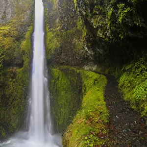 USA, Oregon. Top to bottom view of 130 ft Tunnel Falls on Eagle Creek, with trail