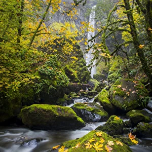 USA, Oregon. View from below Elowah Falls on McCord Creek in autumn in the Columbia Gorge