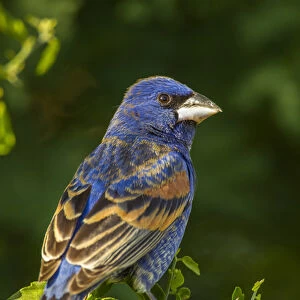 USA, Texas, Hidalgo County. Rear close-up of male blue grosbeak on branch. Credit as