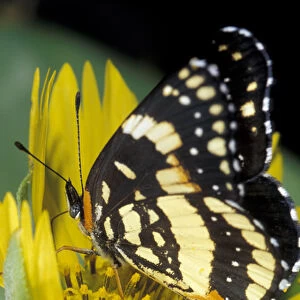 USA, Texas, Rio Grande Valley Border patch butterfly receiving nectar from cowpen