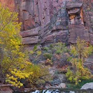 USA, Utah, Zion National Park. The Narrows with cottonwood trees in autumn. Credit as