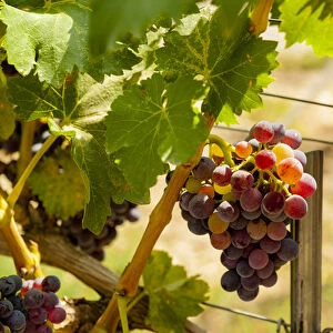 USA, Washington, Mattawa. Merlot grapes in Weinbau vineyard, a part of Sagemoor Vineyards