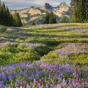 USA, Washington, Mt. Rainier NP, Tatoosh Range and wildflowers, view from Mazama Ridge