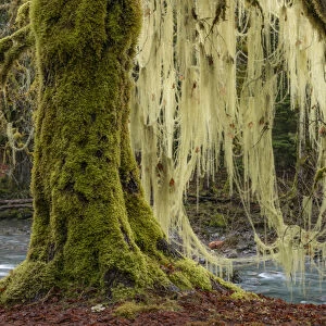 USA, Washington, Olympic National Park. Bigleaf maple tree draped with lichen. Credit as