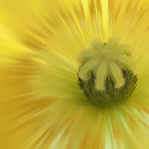 USA, Washington, Seabeck. Abstract close-up inside poppy flower