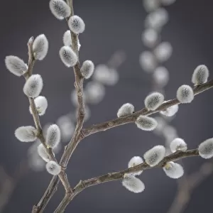 USA, Washington, Seabeck. Close-up of pussy willows