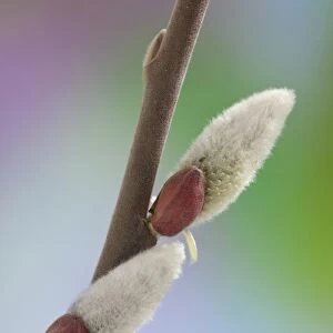 USA, Washington, Seabeck. Close-up of pussy willows on branch