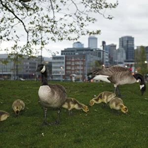 USA, Washington, Seattle, South Lake Union Park, a family of Canada Geese (Branta