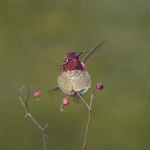 USA. Washington State. Adult male Annas Hummingbird (Calypte anna) flashes his