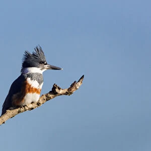 USA, Washington State. Female Belted Kingfisher (Megaceryle alcyon) on a perch