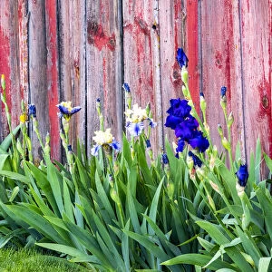 USA, Washington State, Kamiak Butte, Palouse. Bearded Iris along side a wooden barn