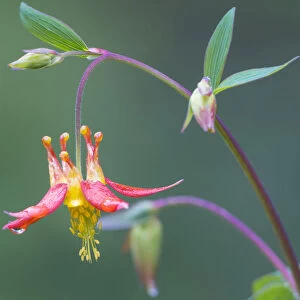 USA, Washington State. Native Red Columbine (Aquilegia formosa) flower in backyard garden, Kirkland