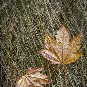 USA, Washington State, Olympic National Park. Vine maple leaves in meadow grasses