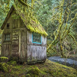 USA, Washington State, Olympic National Park. Tolkien-like abandoned cabin