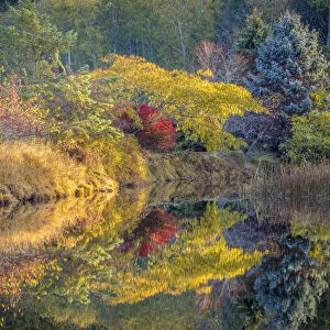 USA, Washington State, Seabeck. Fall color reflected in tidal lagoon