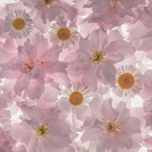 USA, Washington State, Seabeck. Flowering pink cherry blossom and Santa Barbara daisy patterns