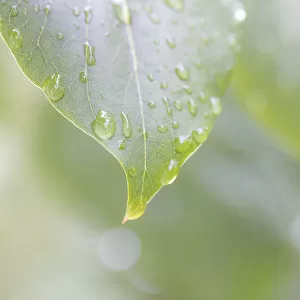 USA, Washington State, Seabeck. Raindrops on lilac leaf
