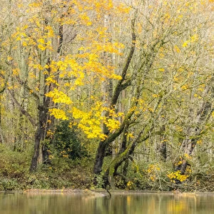 USA, Washington State, Snoqualmie River edged by Big Leaf Maple Trees in yellow