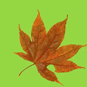 USA, Washington State. Still-life of red Maple leaf on lime colored background