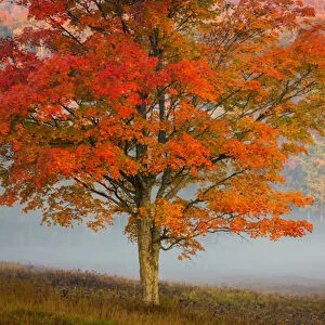 October Jigsaw Puzzle Collection: 15 Oct 2016
