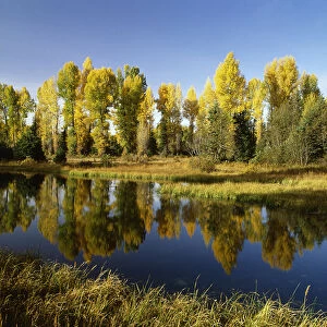 USA, Wyoming, Grand Teton National Park, Coniferous tree reflected in Beaver Pond