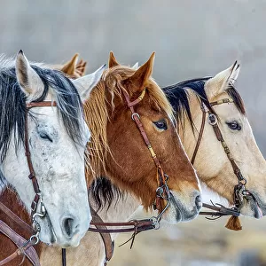 USA, Wyoming. Hideout Horse Ranch, horses in a Row. (PR)